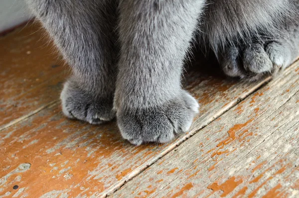 Raça de gato cinza Scottish Fold — Fotografia de Stock