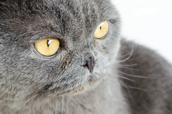 Grijze kat met oranje ogen — Stockfoto