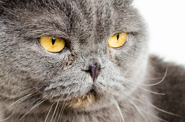 Turuncu gözlü gri kedi — Stok fotoğraf