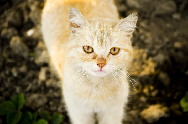 Gato vermelho caminha na grama verde — Fotografia de Stock