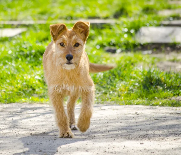 Redhead doggie playing — Stock Photo, Image