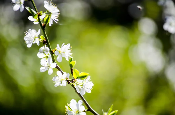 Mooie bloem in het voorjaar op een achtergrond van groen gras. — Stockfoto
