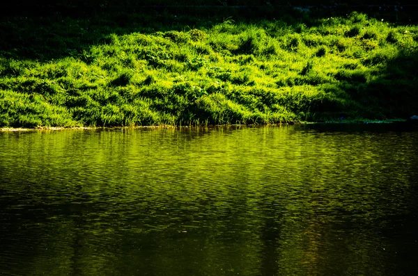 Herbe verte rétro-éclairée — Photo