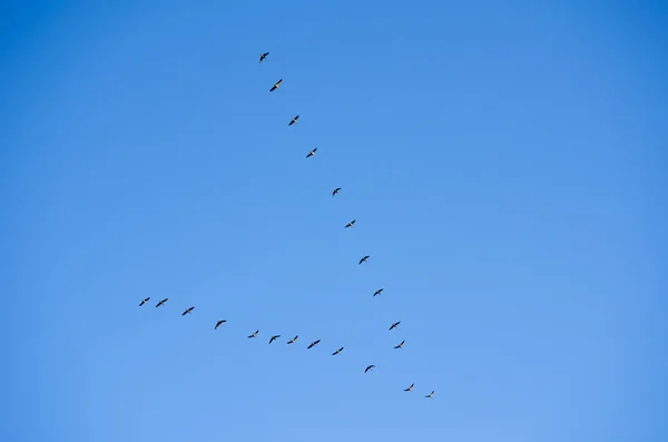 Fåglar flyger symbolisk nyckel — Stockfoto