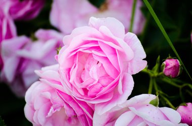 Baharda çiçek çiçek