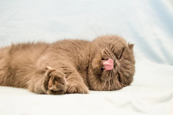 Raça de gato cinza Scottish Fold — Fotografia de Stock