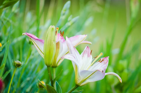 Flower blossomed  in the spring — Stock Photo, Image