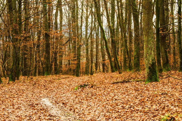 Herbstwald mit umgefallenen Blättern — Stockfoto