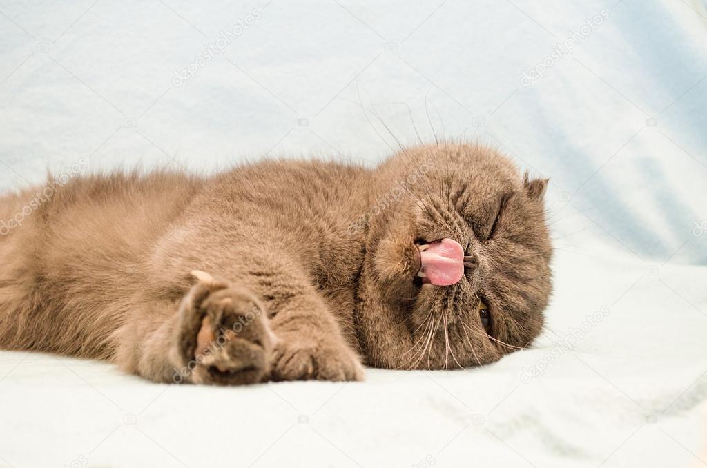 Race De Chat Gris Scottish Fold Photographie Kikoste