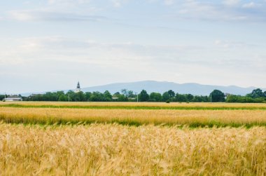 Yazın buğday tarlası