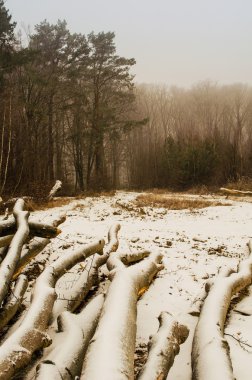 bir kış orman yoluyla ilk kar yağışı sonra yürüyüş