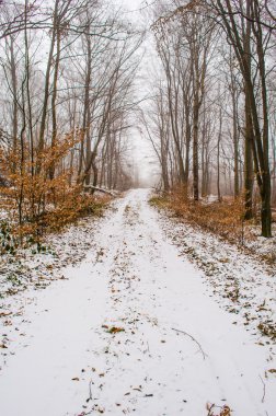 bir kış orman yoluyla ilk kar yağışı sonra yürüyüş