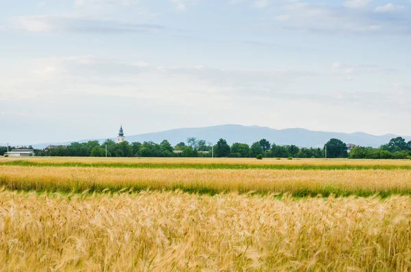 Yazın buğday tarlası