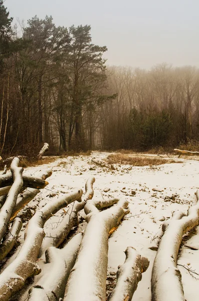 bir kış orman yoluyla ilk kar yağışı sonra yürüyüş