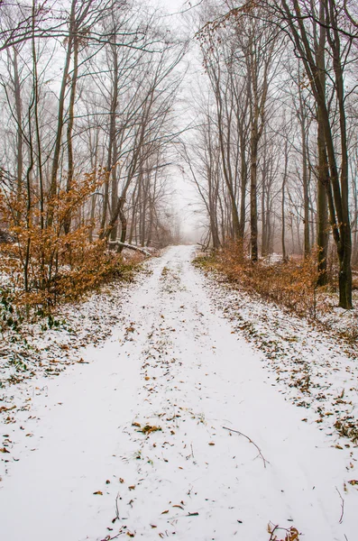bir kış orman yoluyla ilk kar yağışı sonra yürüyüş