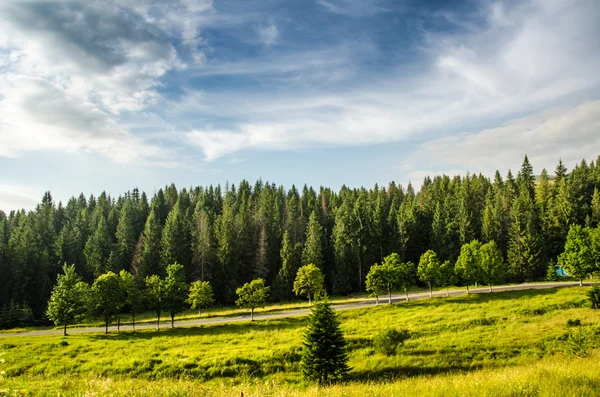 山夏日风景。树在草甸和森林在小山附近 — 图库照片