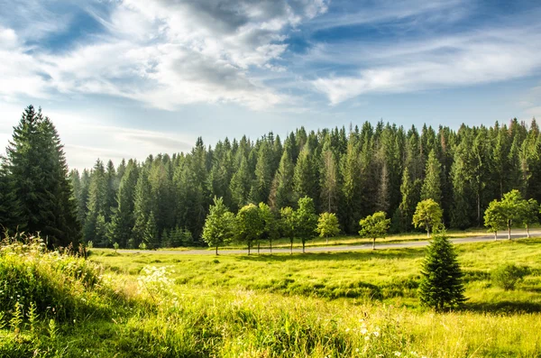 Góry krajobraz lato. drzew w pobliżu łąka i Las na wzgórzach — Zdjęcie stockowe