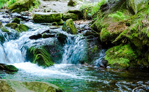 Ruisseau de montagne par temps d'été avec feuille verte — Photo