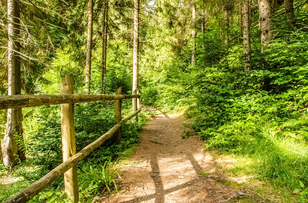 dağ yaz manzarası. ağaçlar çayır ve orman tepelerde yakın