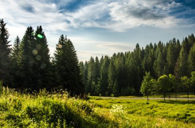dağ yaz manzarası. ağaçlar çayır ve orman tepelerde yakın