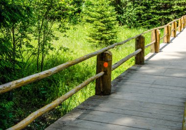 dağ yaz manzarası. ağaçlar çayır ve orman tepelerde yakın