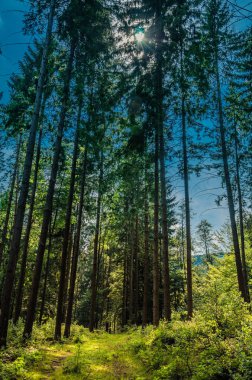 dağ yaz manzarası. ağaçlar çayır ve orman tepelerde yakın