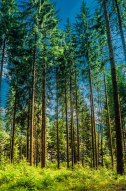 dağ yaz manzarası. ağaçlar çayır ve orman tepelerde yakın