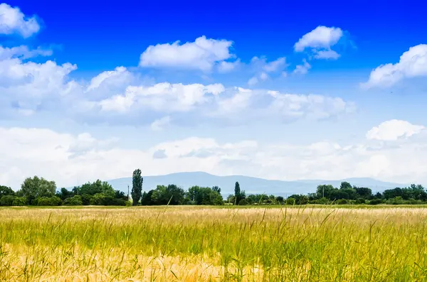 Yazın buğday tarlası