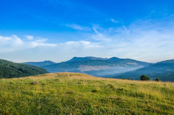 dağ yaz manzarası. ağaçlar çayır ve orman tepelerde yakın