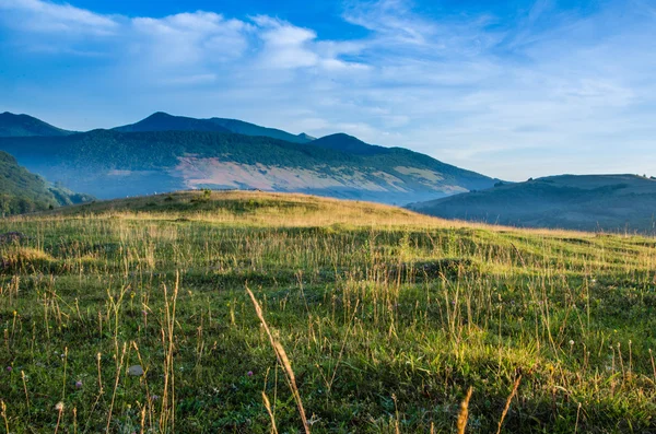 dağ yaz manzarası. ağaçlar çayır ve orman tepelerde yakın