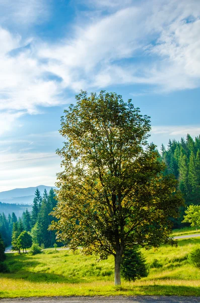 Árbol verde retroiluminado poniente sol — Foto de Stock