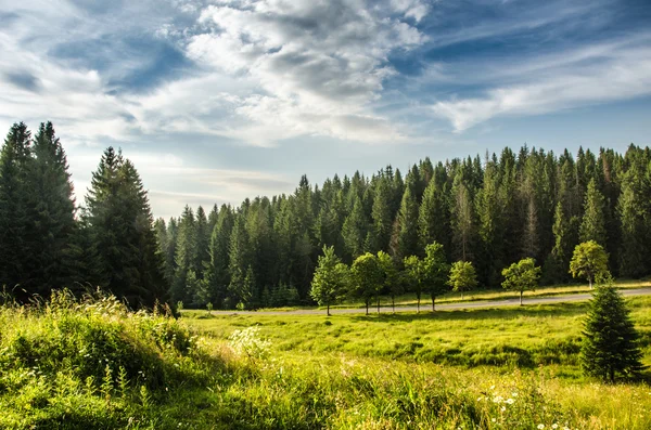 Paisaje de verano de montaña. árboles cerca de prados y bosques en colinas — Foto de Stock