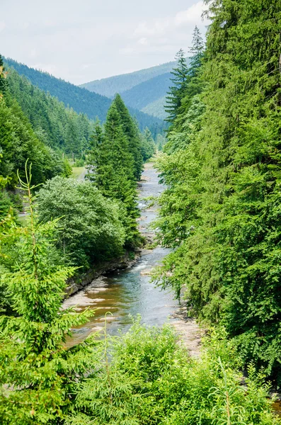 Yazın hava dağ dere 