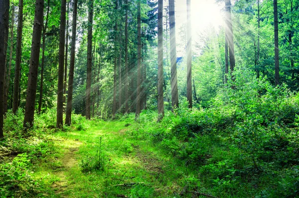 Grüner Wald mit der Sonne, die sich ihren Weg durch den dichten Wald bahnt — Stockfoto
