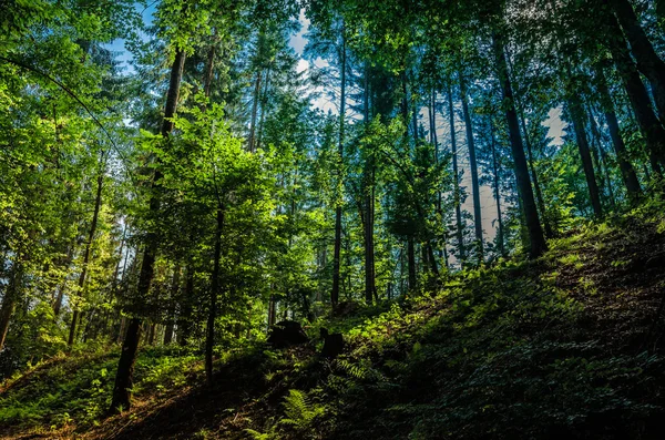 Bergsommerlandschaft. Bäume in der Nähe von Wiese und Wald auf Hügeln — Stockfoto