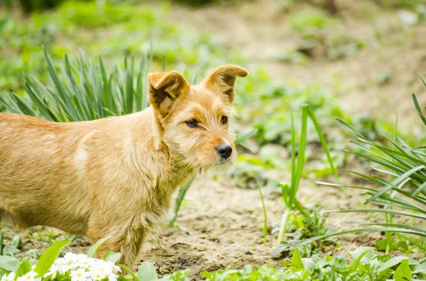 Redhead doggie — Stockfoto