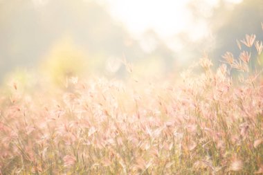 Hayalperest yabani çimen çiçekleri, güneş ışığı....