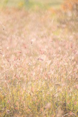 Hayalperest yabani çimen çiçekleri, güneş ışığı....