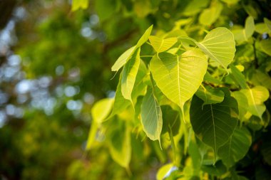 Kutsal Bodhi ağacı yaprakları, Buda 'nın aydınlanmasının sembolü, barışçıl doğa arka planıyla.