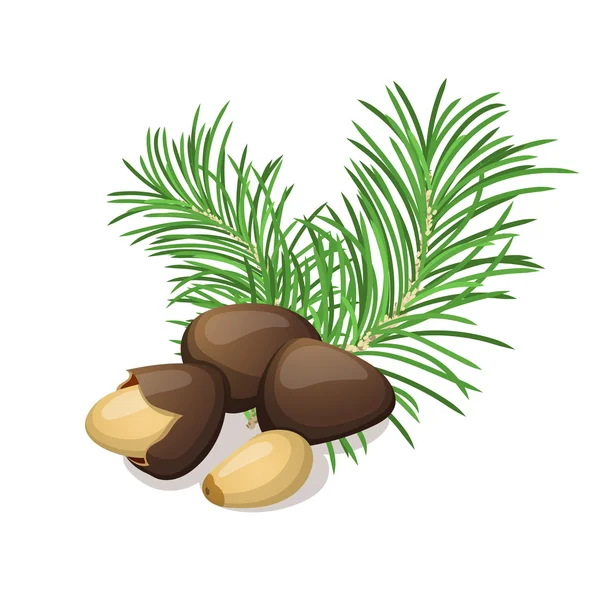 Kacang pinus dengan daun diisolasi dengan warna putih. Ilustrasi vektor . - Stok Vektor