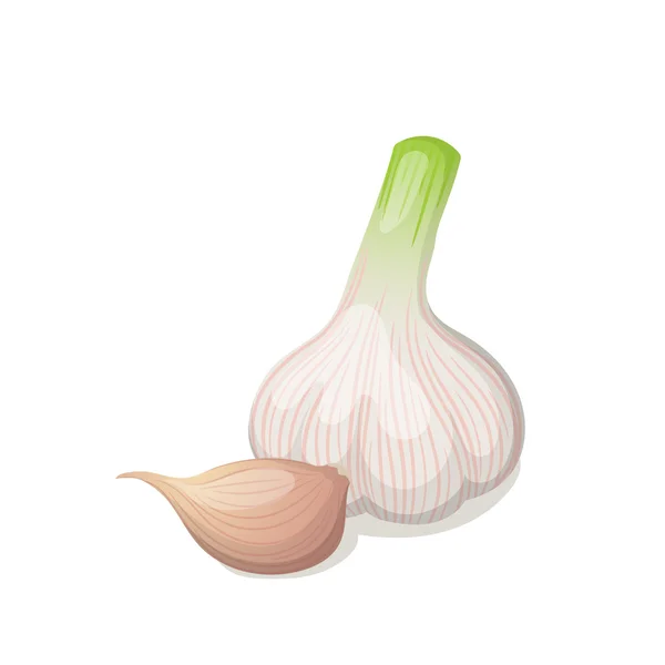 Knoflook geïsoleerd op wit. Vectorillustratie — Stockvector