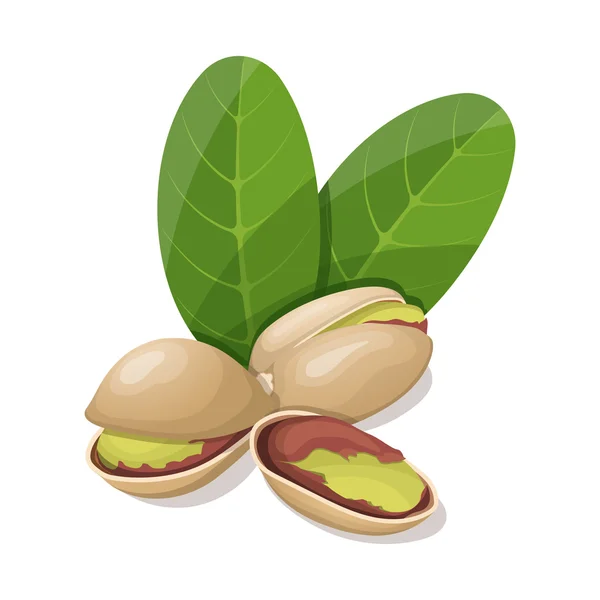 Pistachios with leafs isolated on white. Vector illustration. — Stock Vector