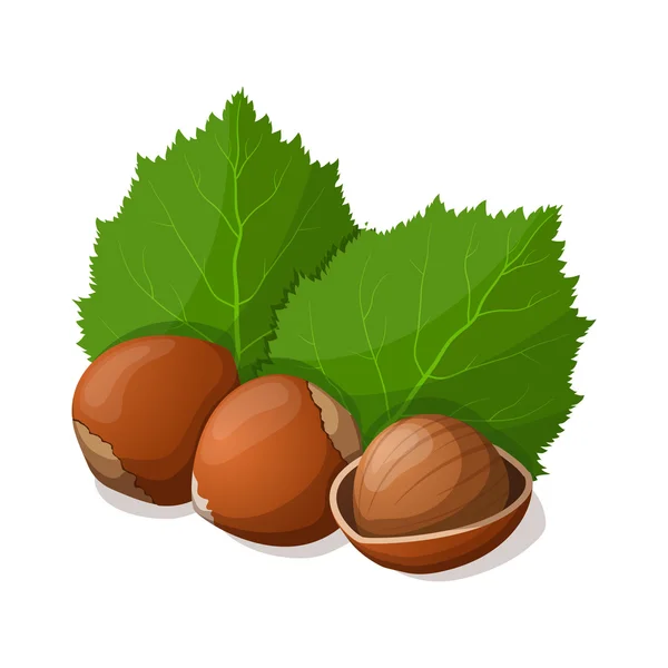 Hazelnuts with leafs isolated on white. Vector illustration. — Stock Vector