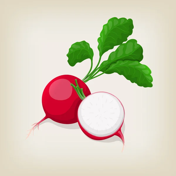 Whole and half radishes with leaves. Vector illustration. — Stock Vector