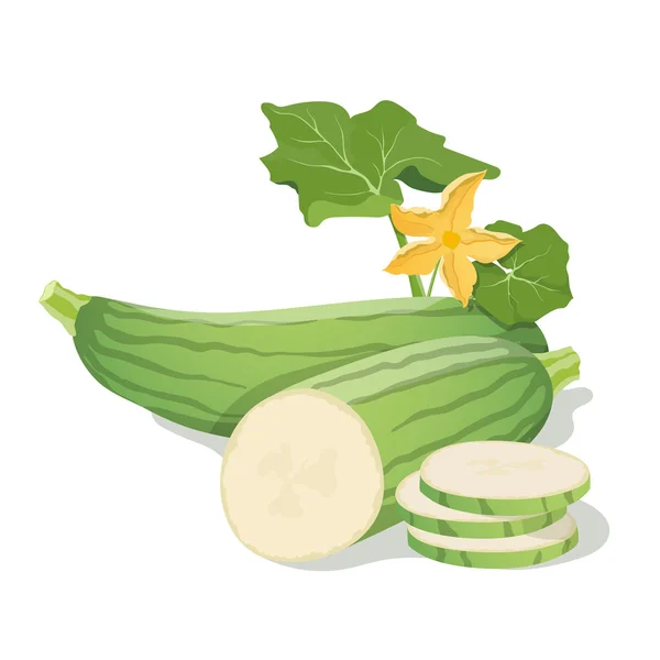 Marrow vegetables. Vector illustration. — Stock Vector