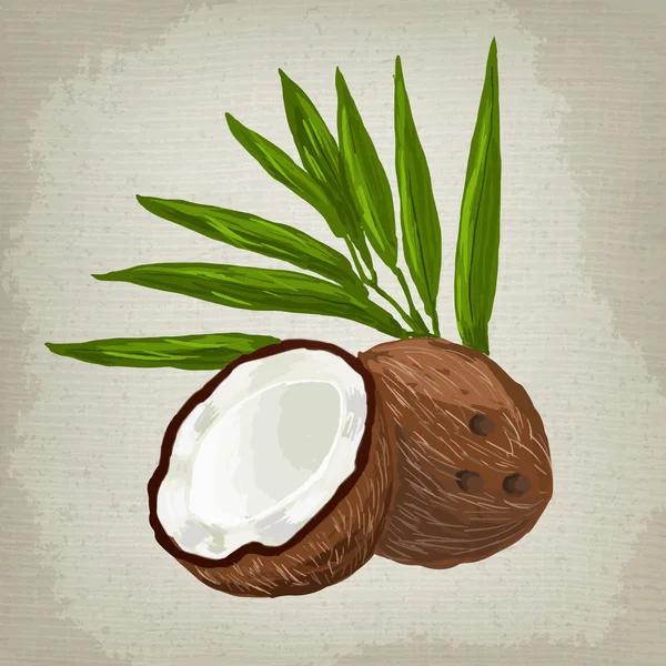 Векторна ілюстрація фруктового кокоса — стоковий вектор