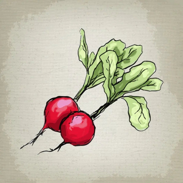 Fresh radishes. Vector illustration. — Stock Vector