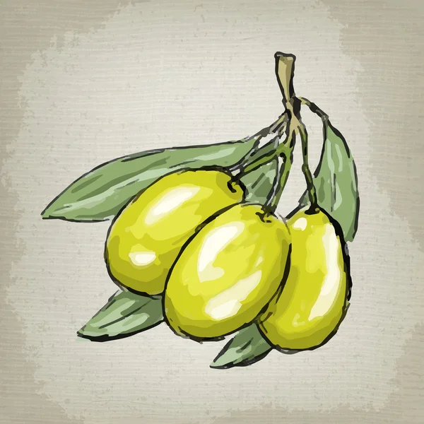 Aceitunas verdes en rama con hojas. Ilustración vectorial . — Vector de stock