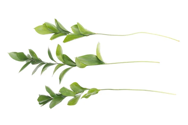 Ruská Rostlina Větev Zelenými Listy Izolované Bílém Pozadí — Stock fotografie