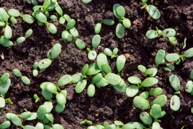 Yonca üst görünüm arkaplanını vurur.